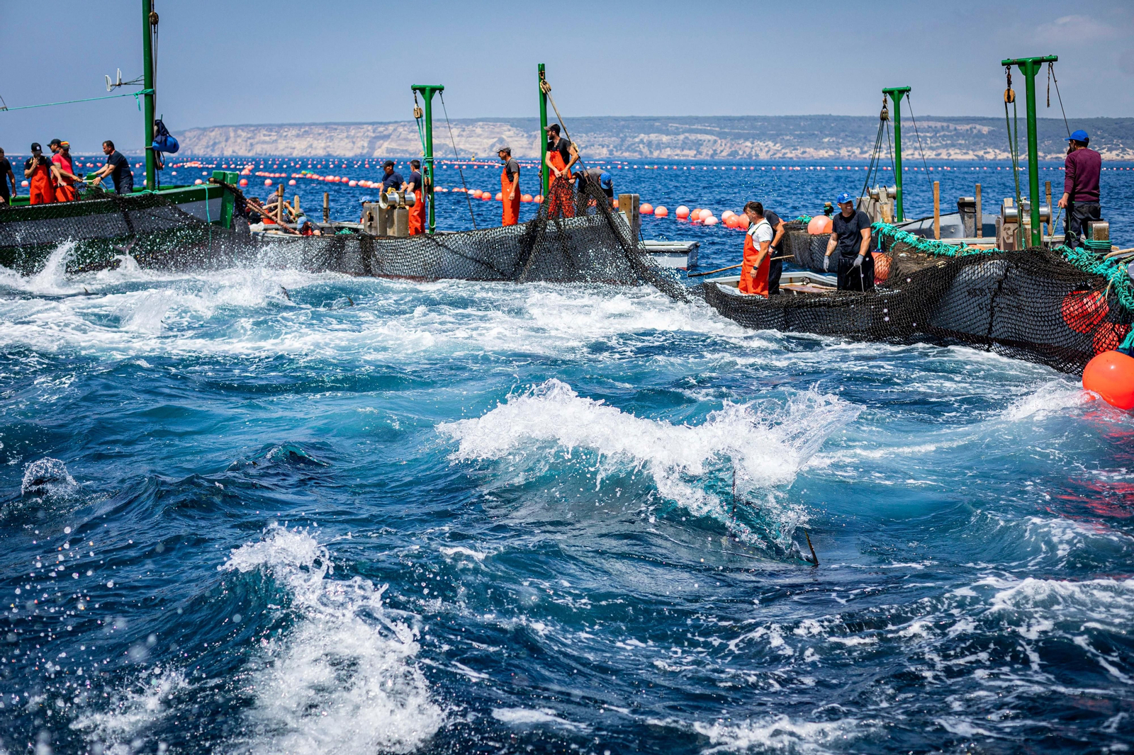 Las imágenes de la primera levantá en la almadraba de Barbate