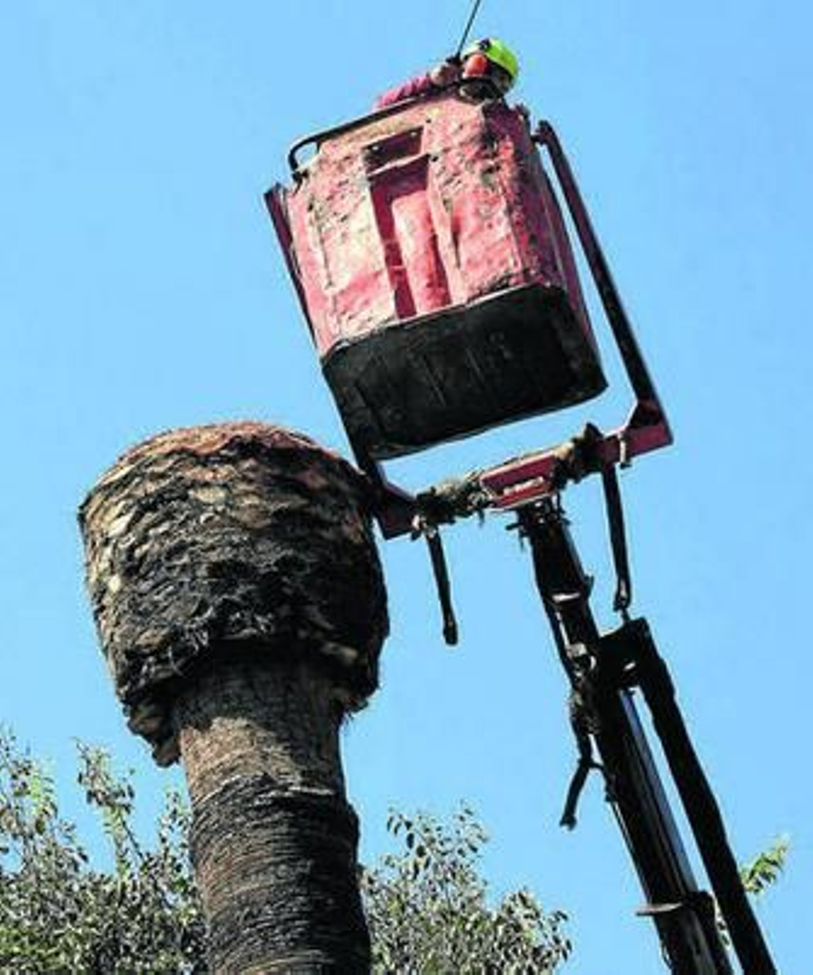 Palmera tratada en el Paseo del Parque de Málaga.