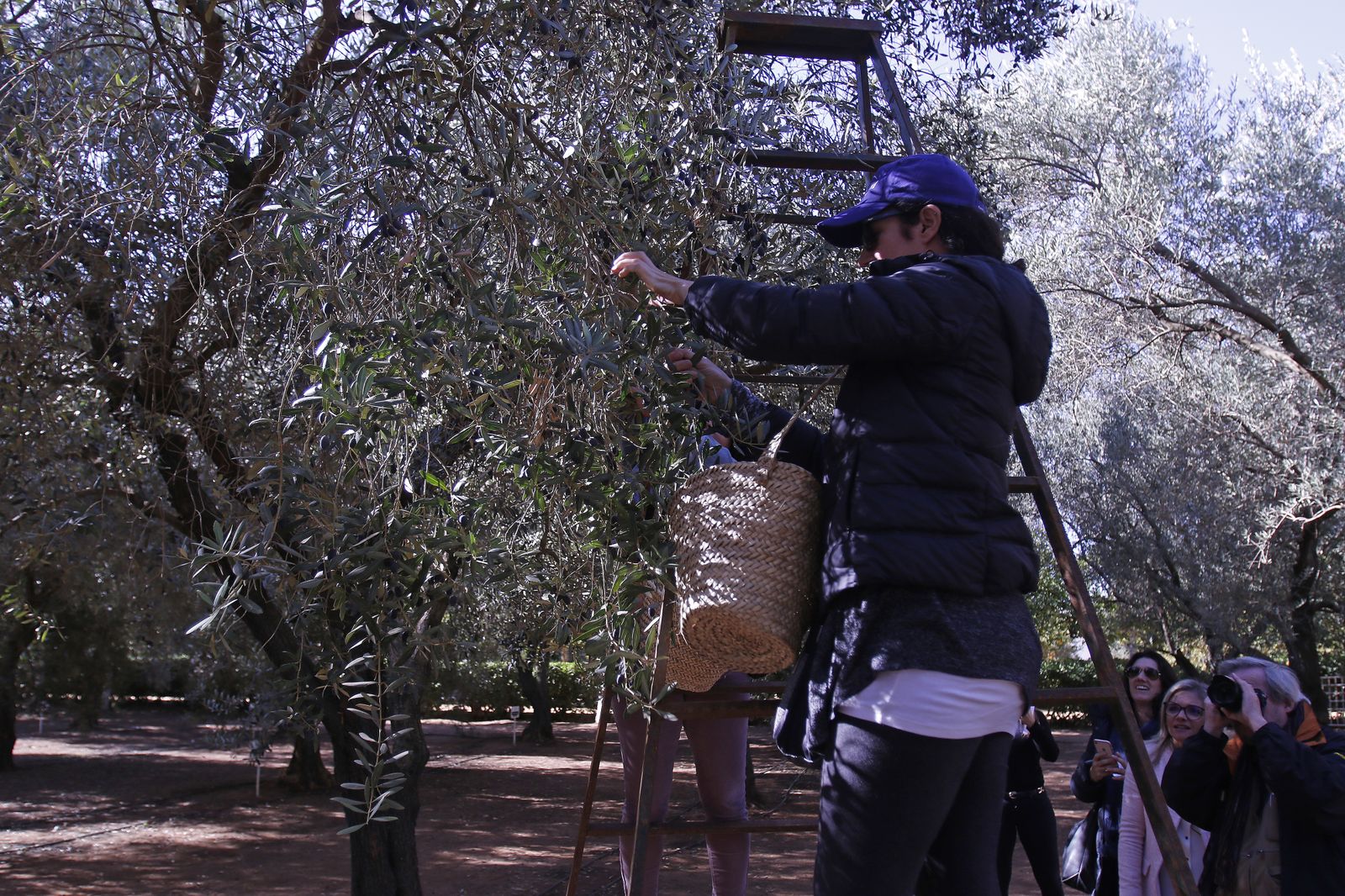 Reportaje sobre el aceite de oliva