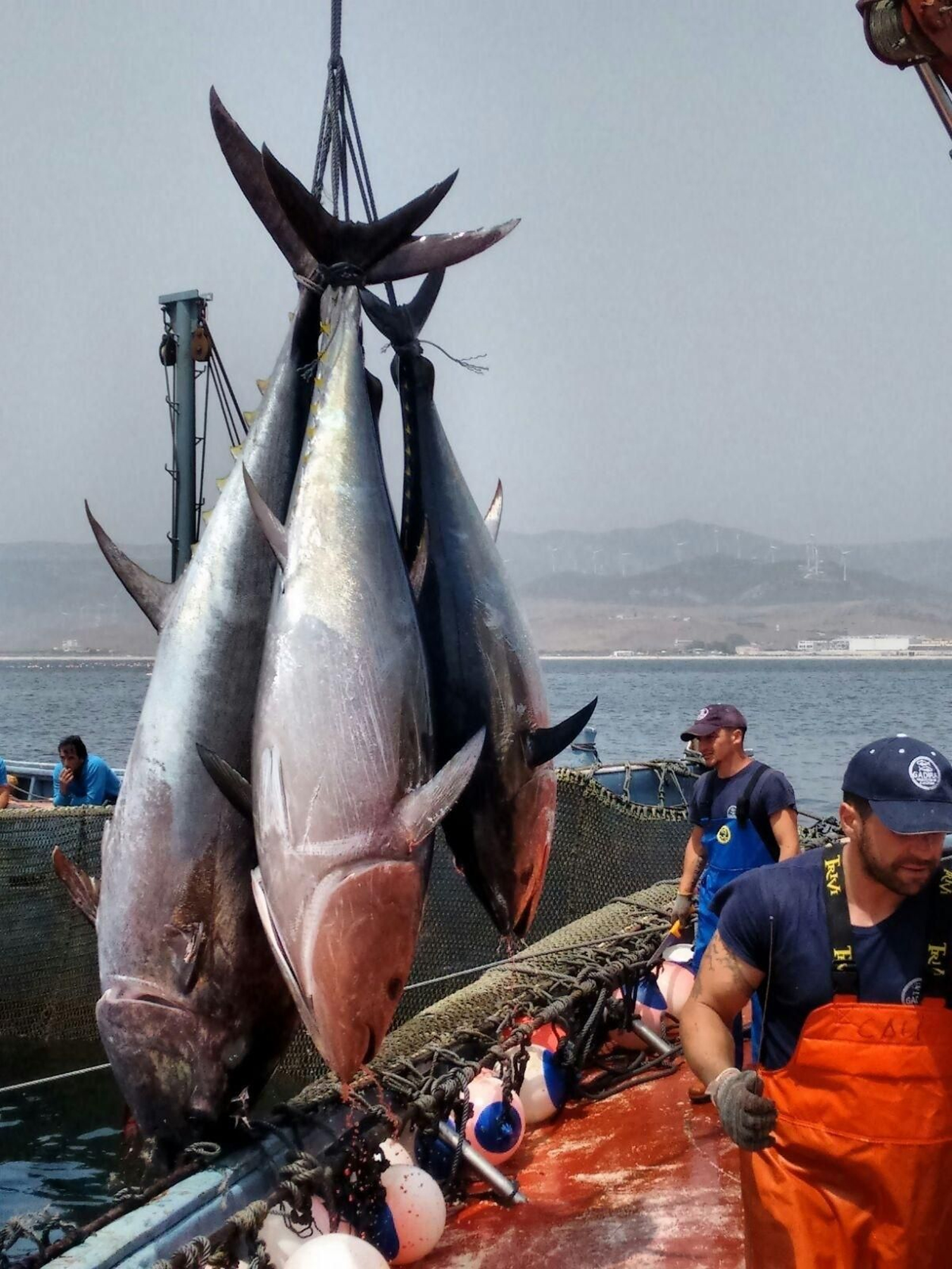 Atunes capturados en la almadraba de Tarifa.
