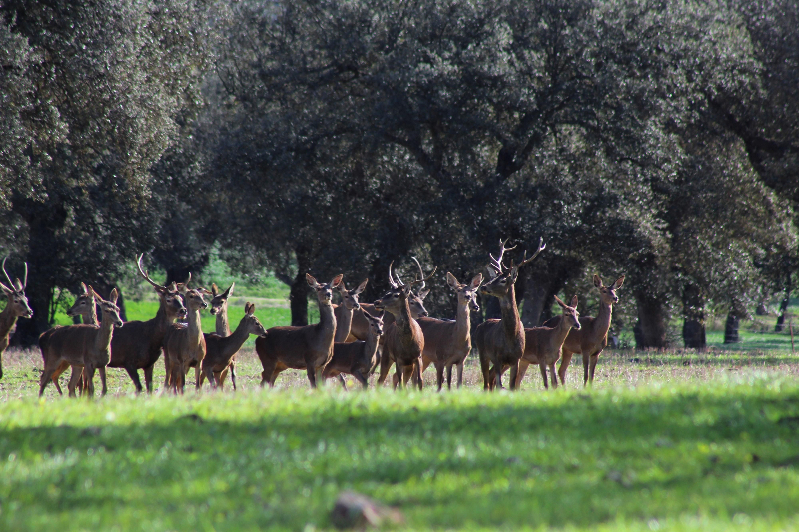 La berrea del ciervo en Montoro y Adamuz
