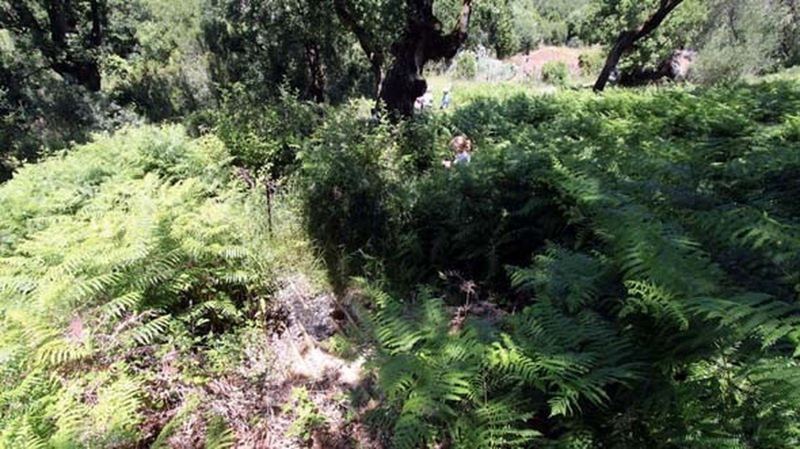 Fuente del Cancho de Camarro.
