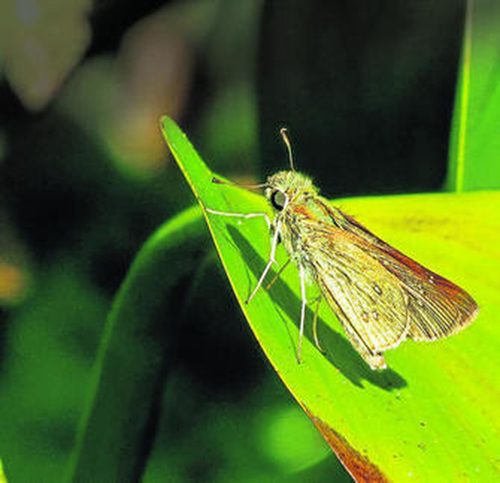 La 'Borbo borbonica', en su hábitat, en la barriada algecireña de Pelayo.