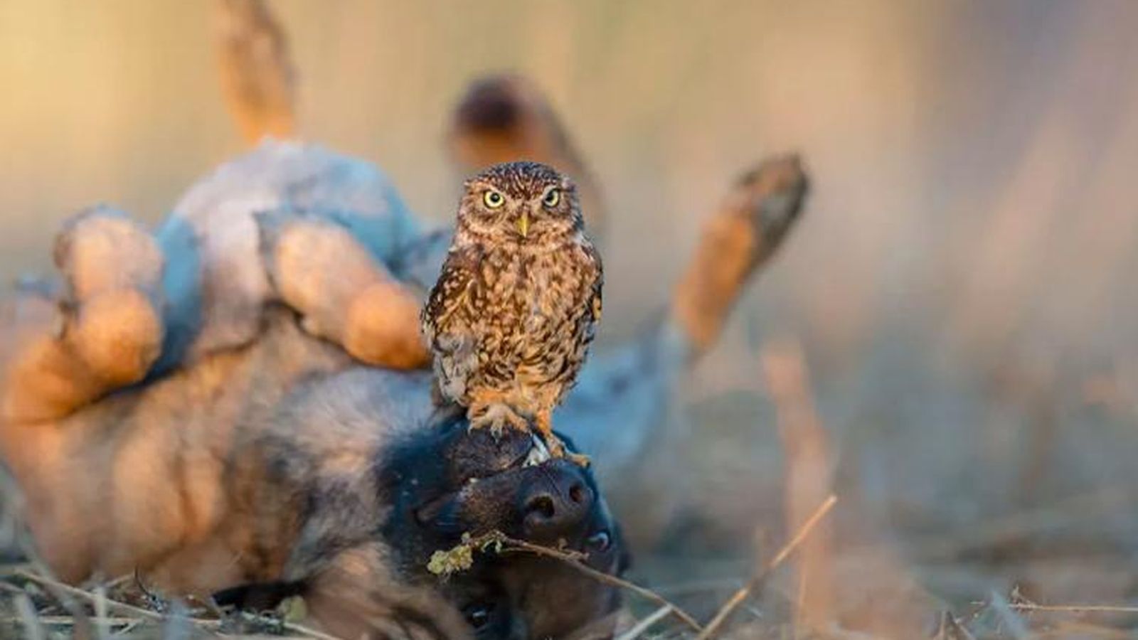 Sesión fotográfica de Ingo y los búhos