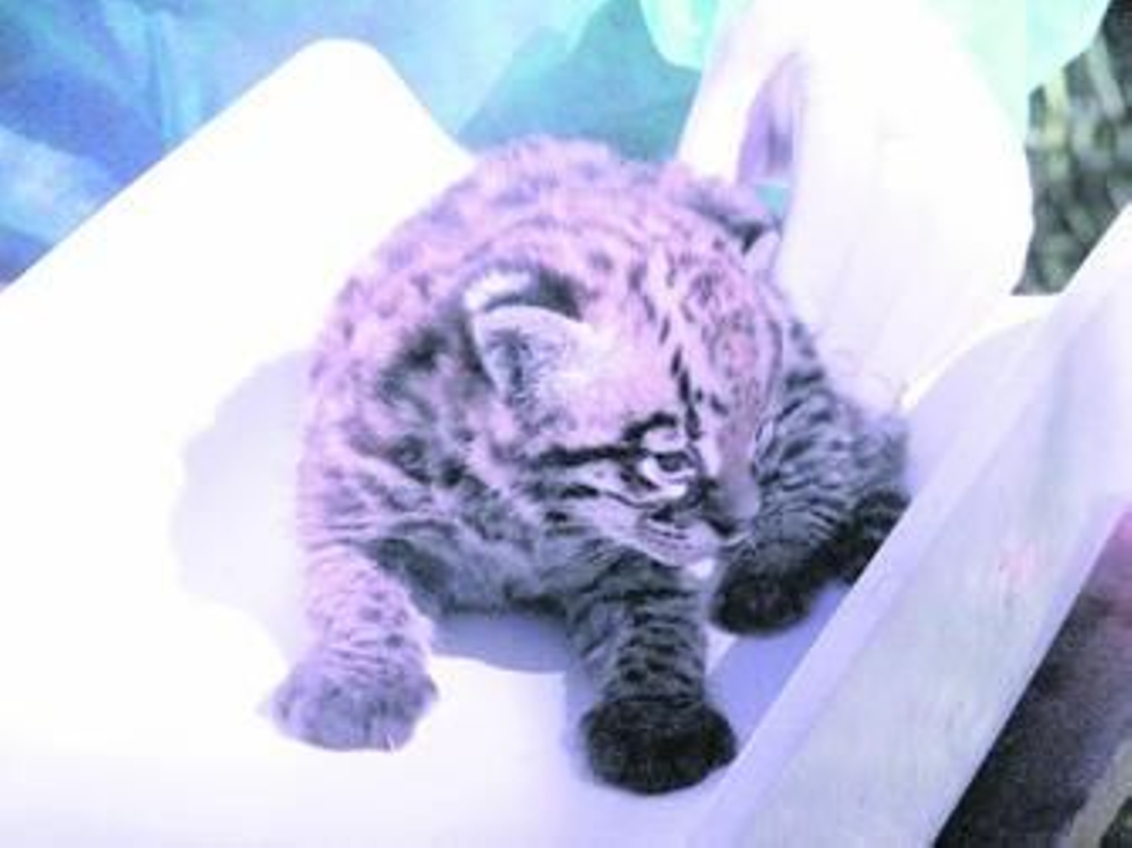 Cría de ocelote nacida en el Zoobotánico.