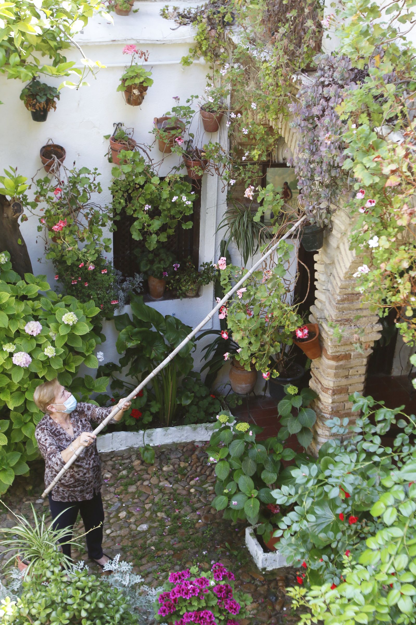 Los Patios de Córdoba en tiempos de crisis: Parras, 6