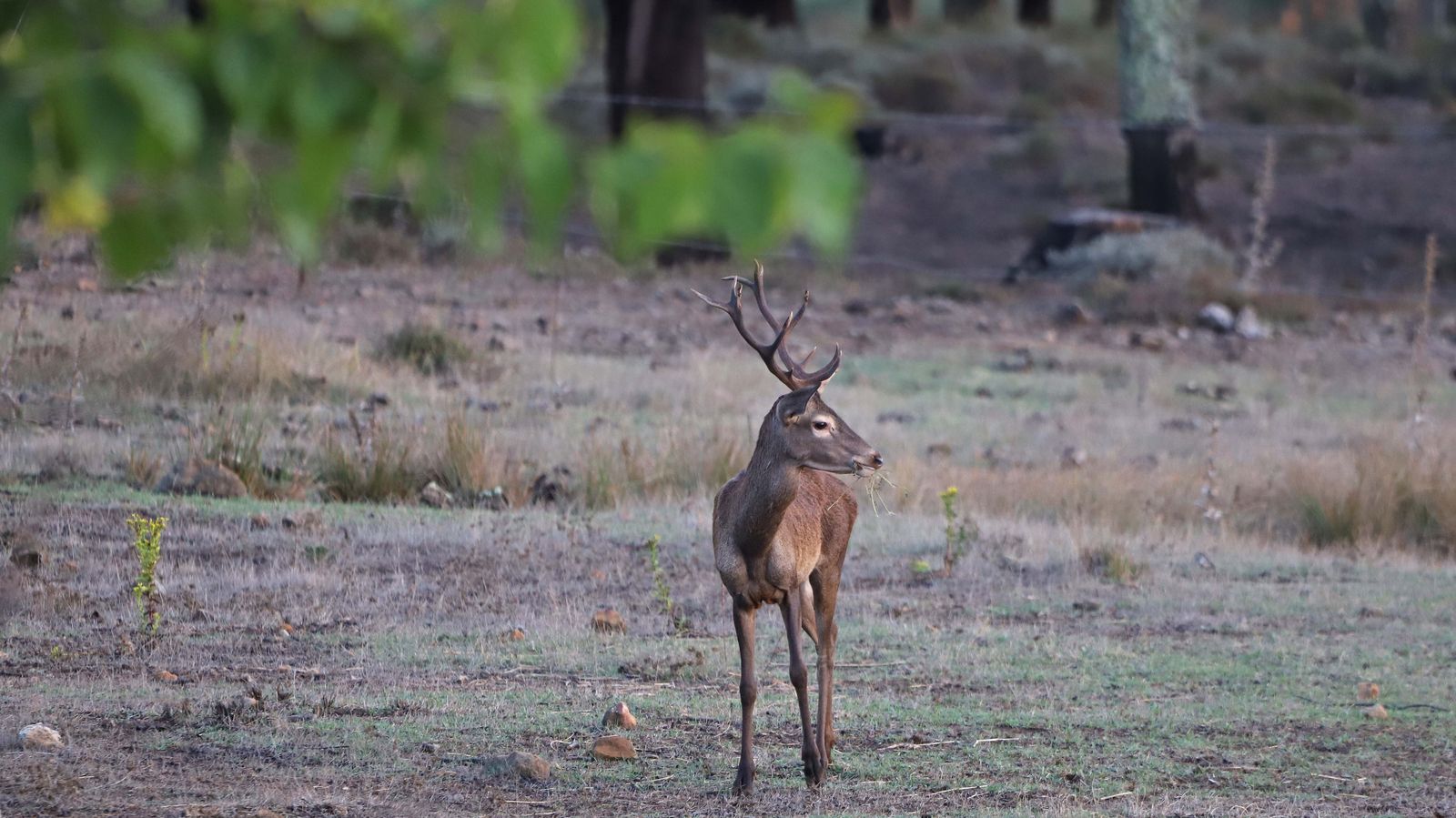 Fotos de la berrea en el Campo de Gibraltar