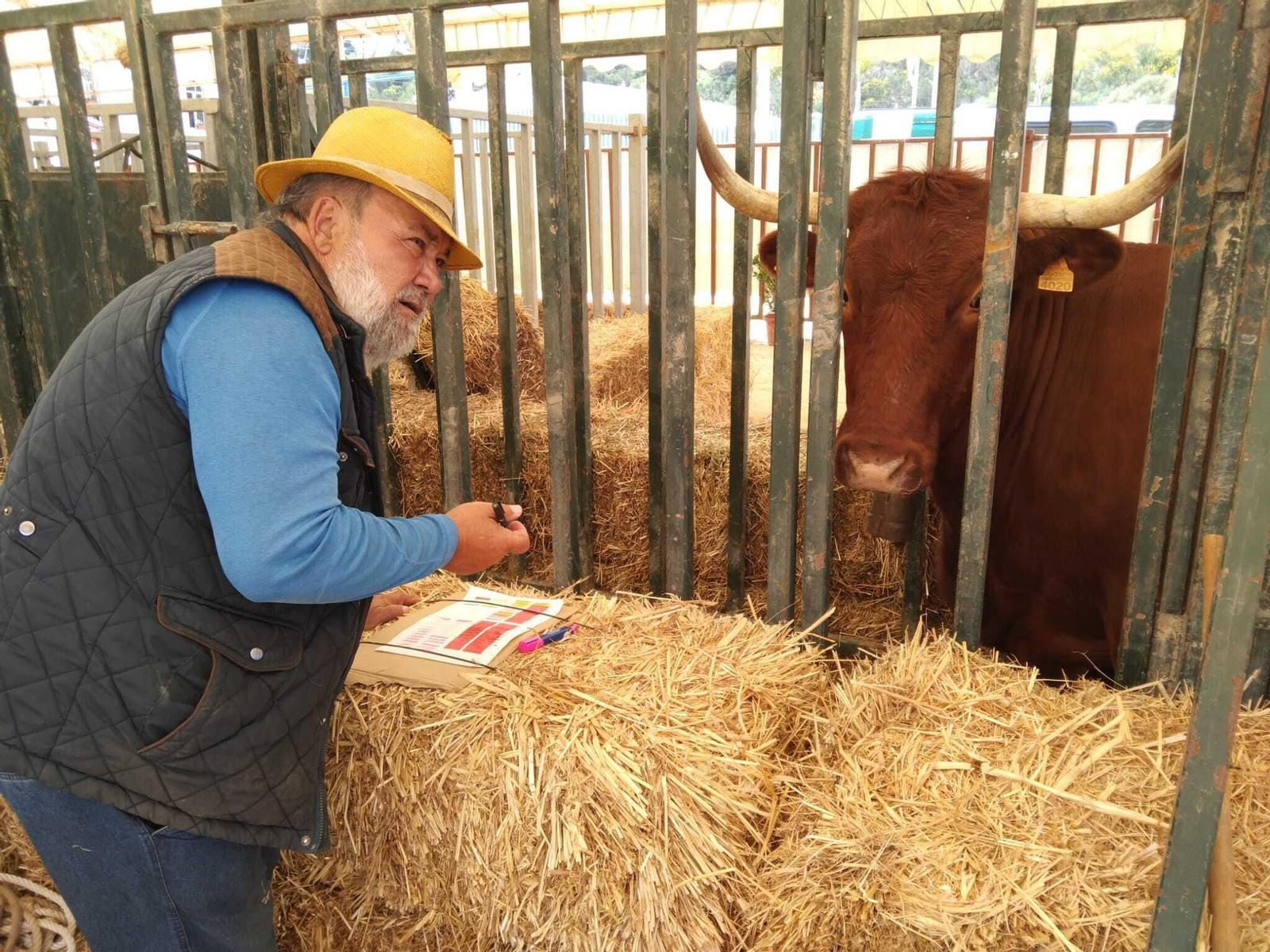 Jueves de feria de Vejer, en imágenes