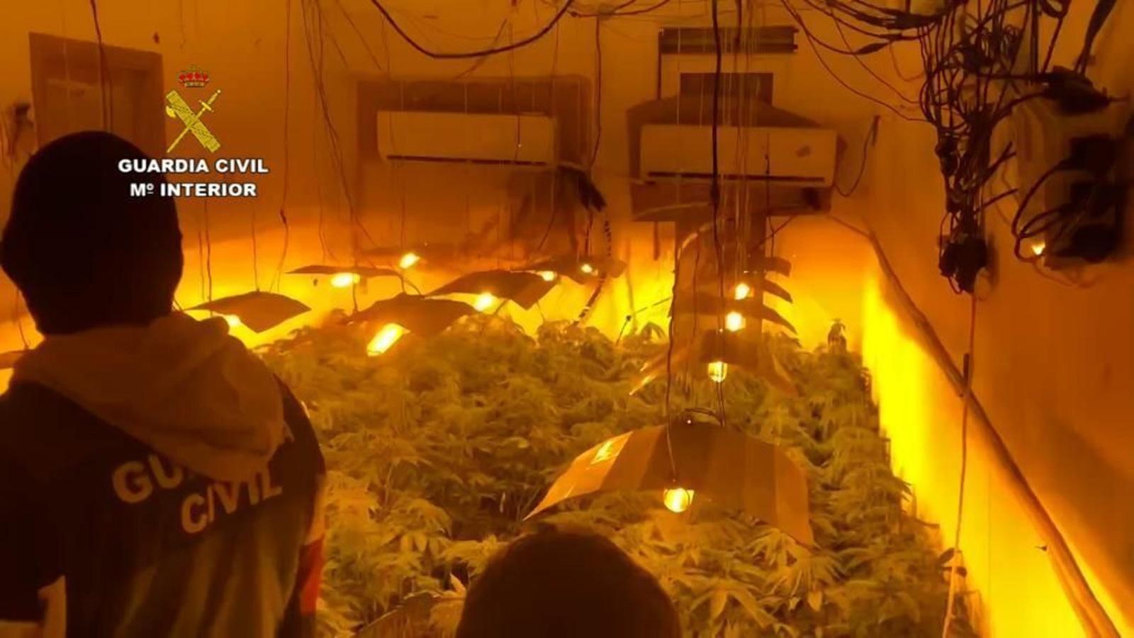 Una de las plantaciones de marihuana desmanteladas en Granada por la Guardia Civil.