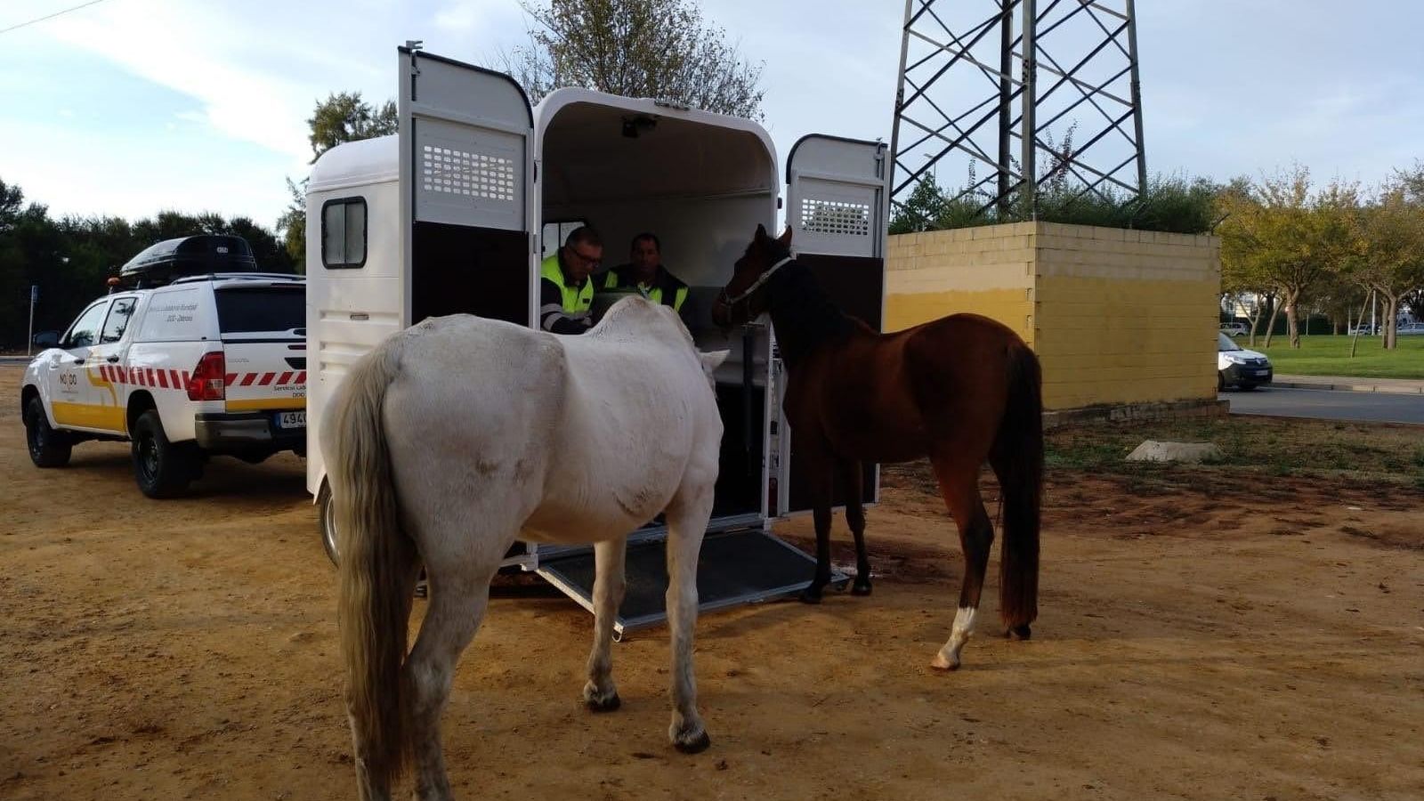 La Policía Local recoge dos equinos que estaban extraviados en mitad de un parque.