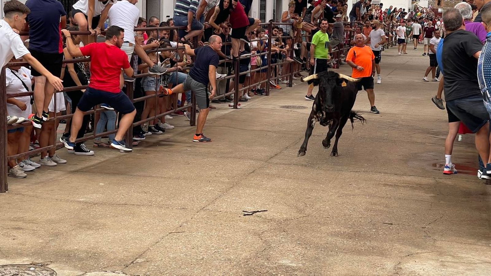 El encierro taurino de Dos Torres por San Roque, en imágenes