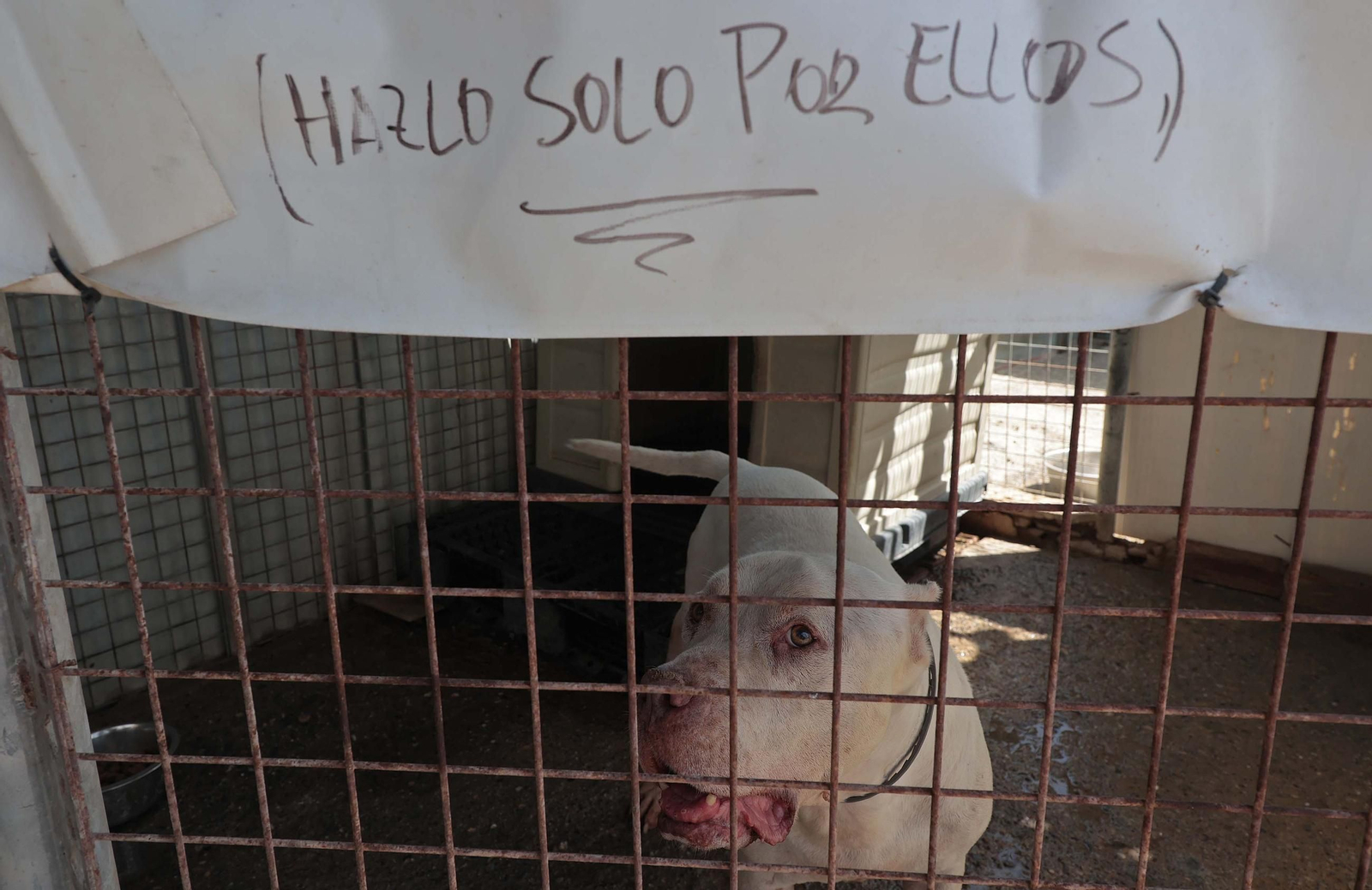 Imágenes de la protectora de animales del Campo de Gibraltar en Los Barrios