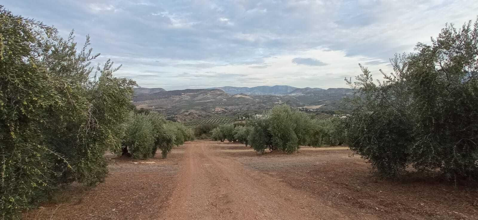 Las imágenes de la Ruta Zagrilla Baja - Esparragal - Zagrilla Baja
