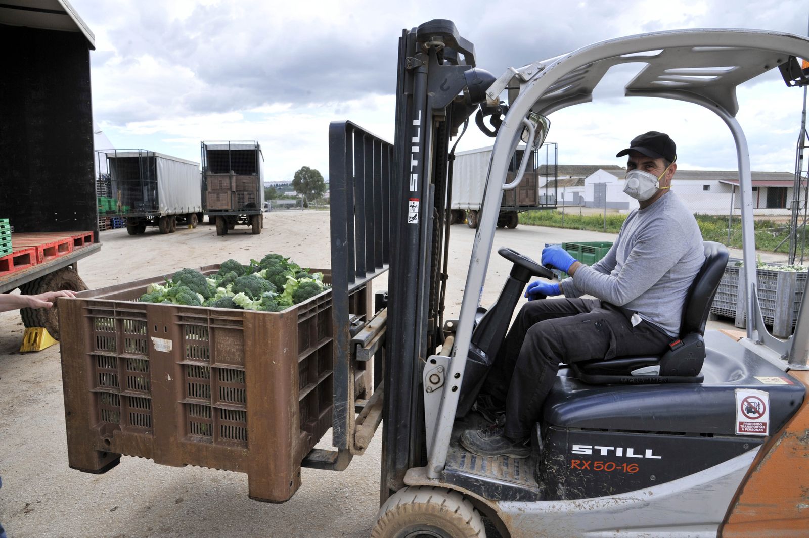 n operario con mascarilla y guantes transporta el brócoli recién cosechado en la Pequeña Holanda, en Arcos, para los mercados nacionales y europeos.