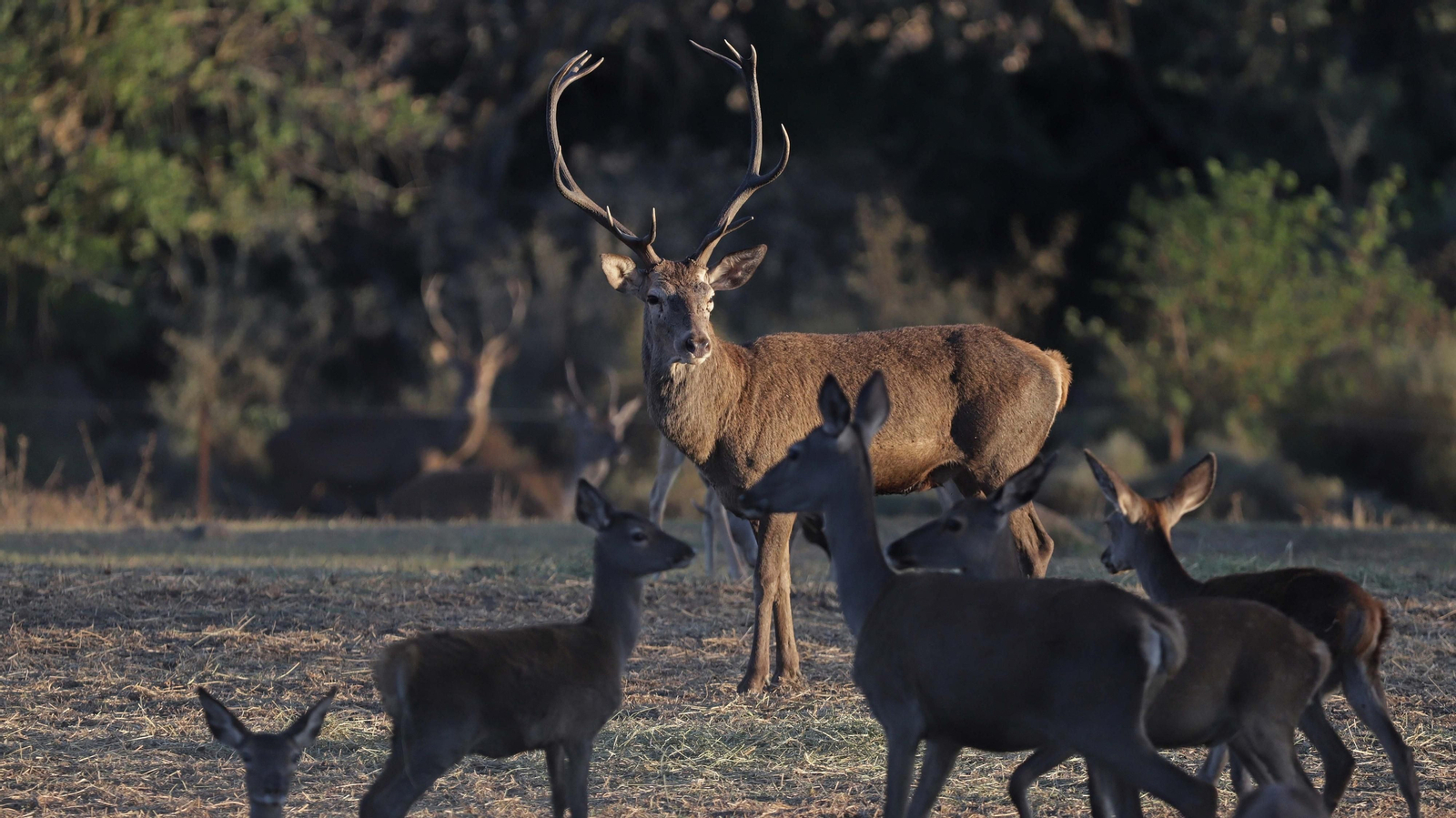 Fotos de la berrea en el Parque Natural de Los Alcornocales