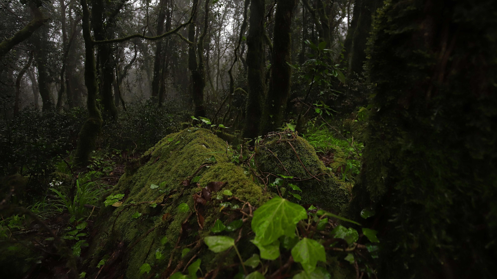 El Bosque de la Niebla