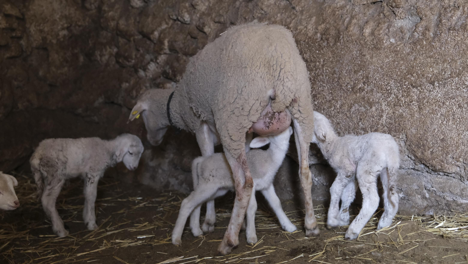 Fotogalería de la ganadería tradicional de Vélez Rubio, las imágenes más tiernas de los corderos recién nacidos