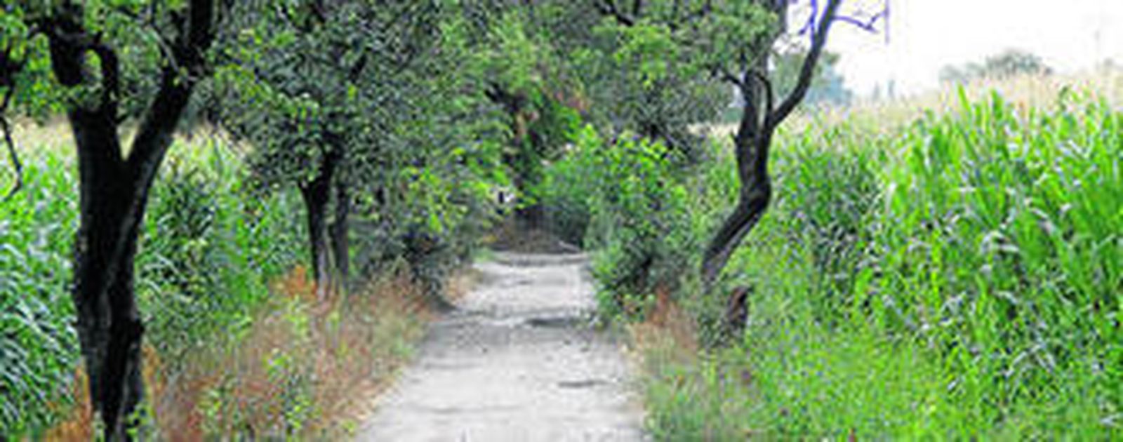 La Vega ha dado un paso decisivo en la consecución de la figura de protección.