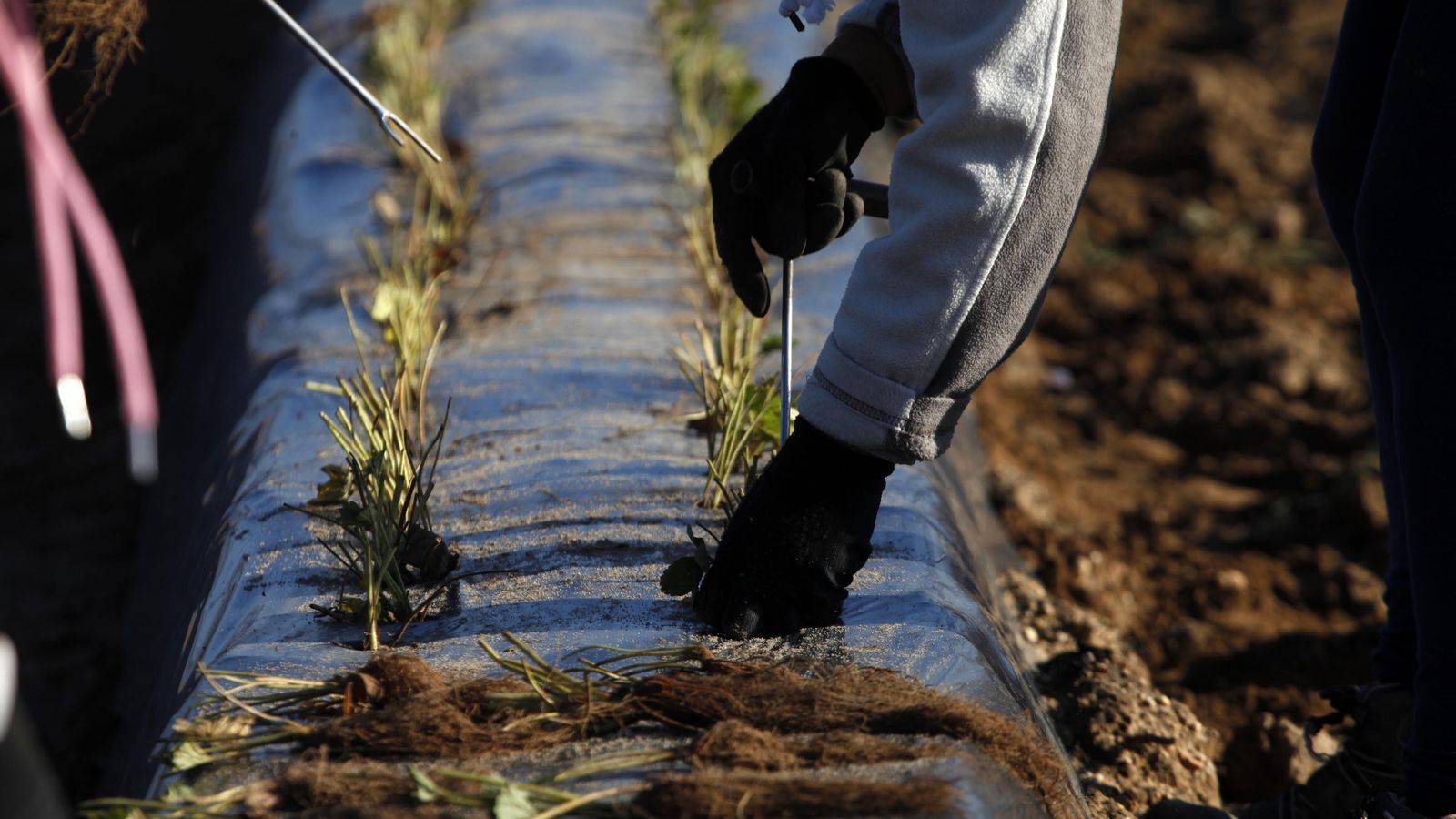 Plantación de fresas en una finca onubense en el marco de la presente campaña agrícola