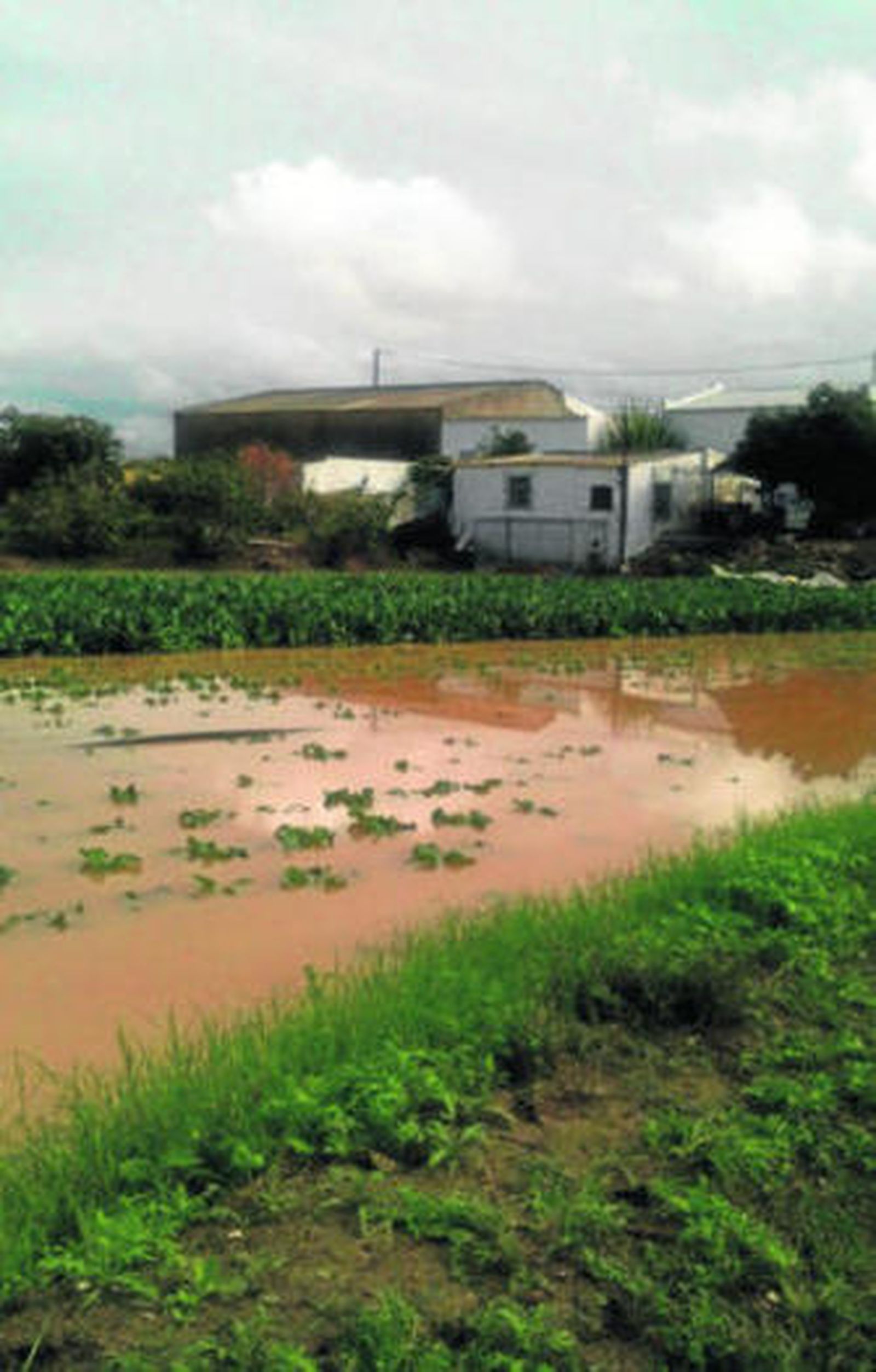 Las huertas inundadas en la Isla del Vicario, ya por la mañana.
