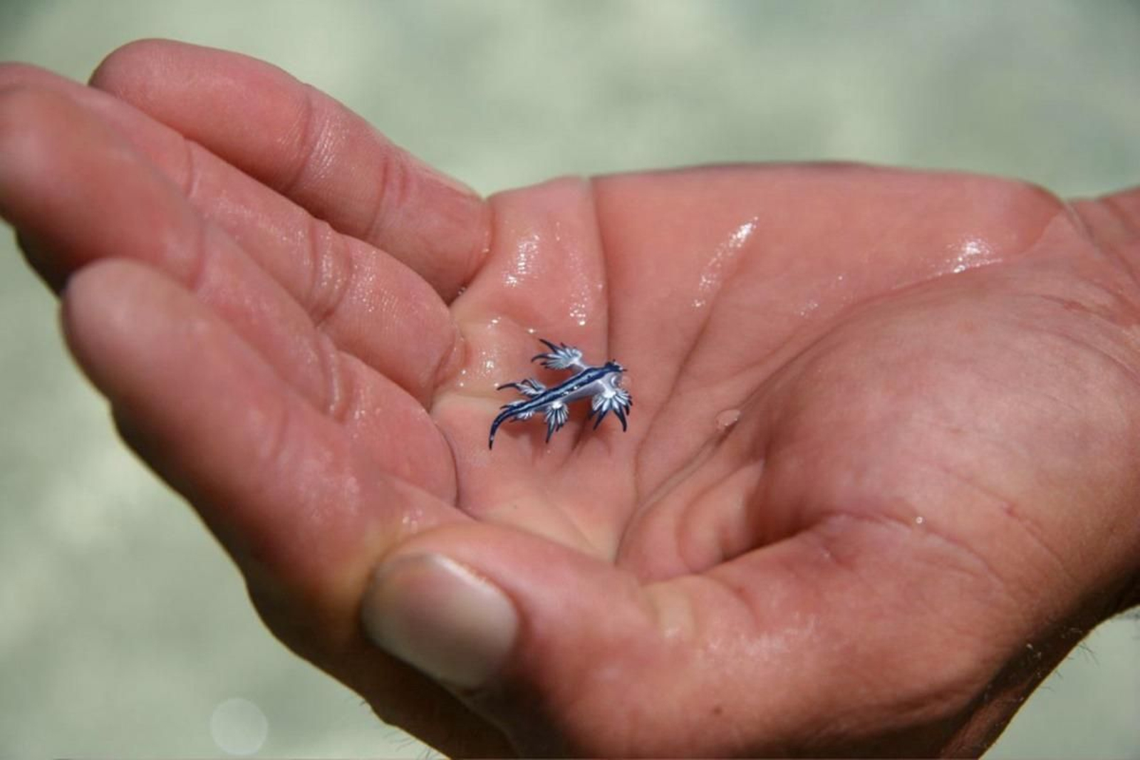 El pequeño pero urticante dragón azul.