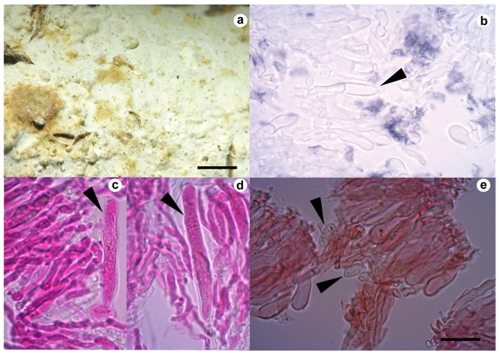 Descubren en Ecuador una especie de hongo con gran potencial antibacteriano