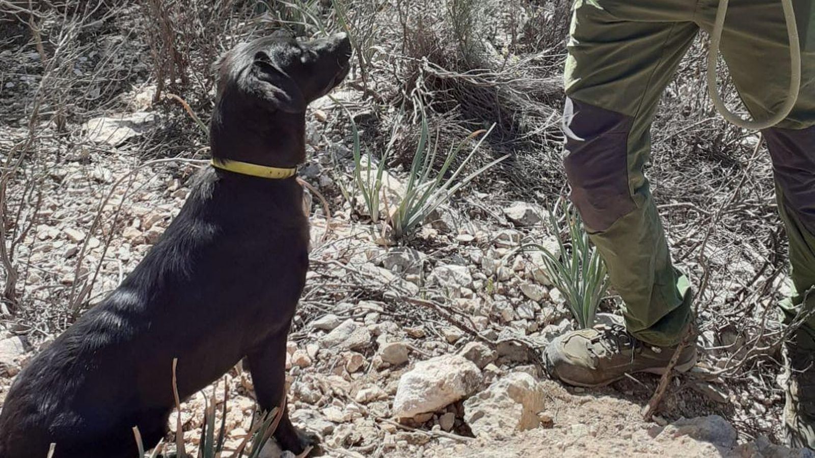 Adiestramiento de los perros para la conservación del lince ibérico. Adiestramiento de los perros para la conservación del lince ibérico.