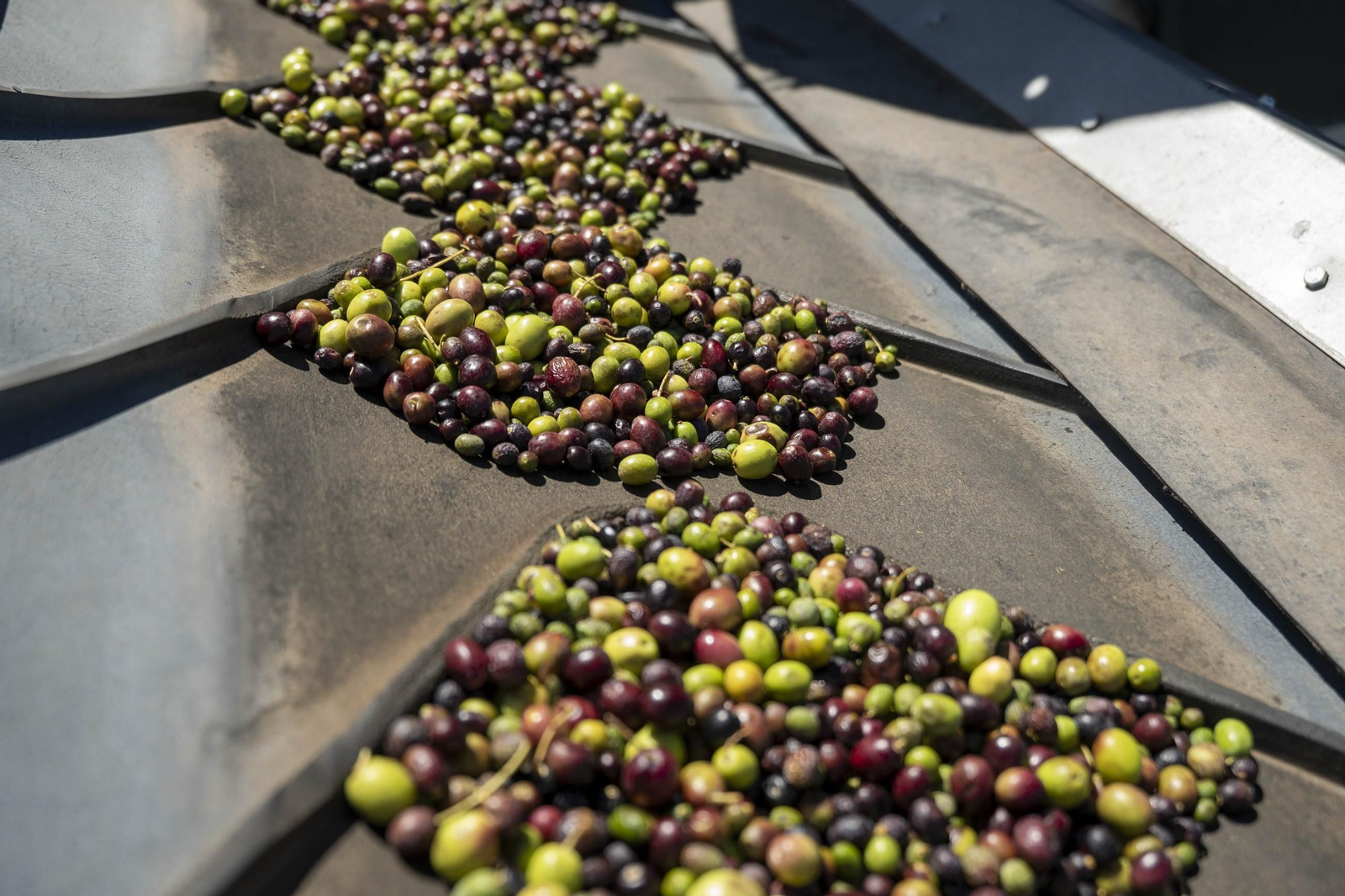Os enseñamos como se hace el aceite en la almazara de Fiñana, en imágenes