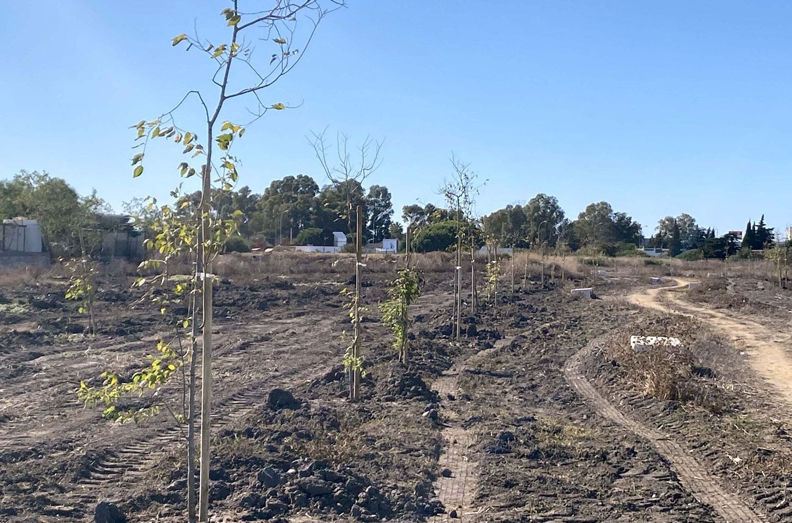 Imagen de los ejemplares recientemente plantados en esta zona verde del extrarradio.