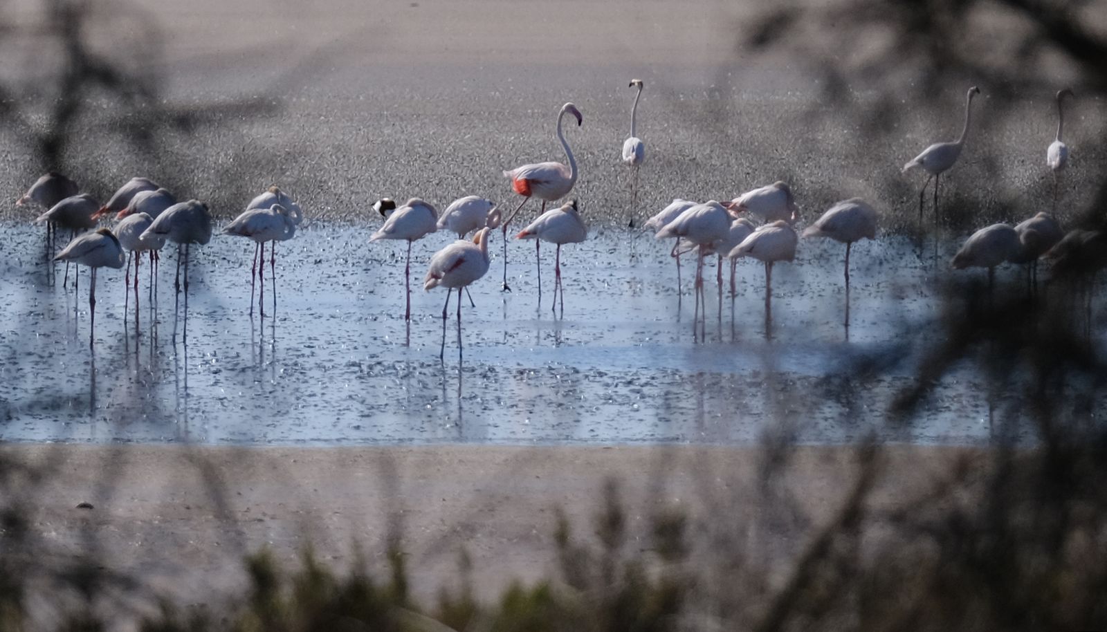Los flamencos regresan a Fuente de Piedra, en fotos