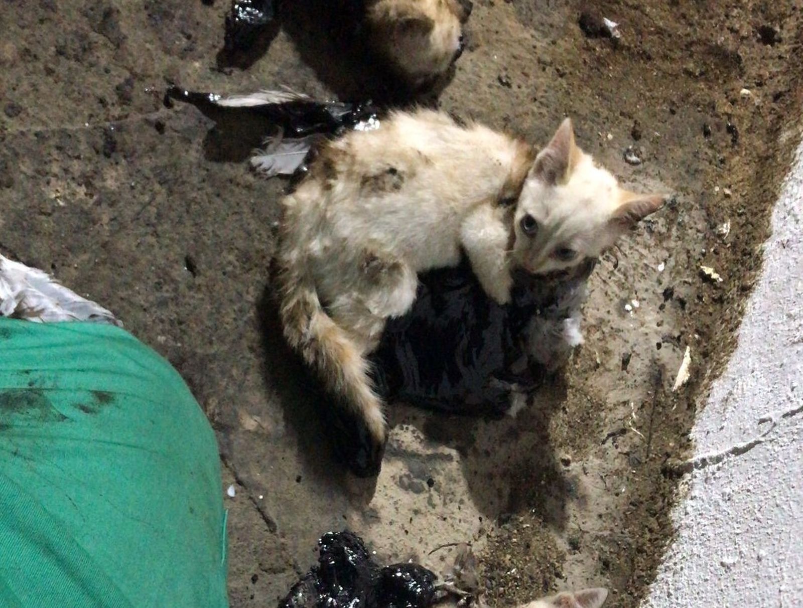 Un reciente ataque con alquitrán a varios gatos en El Puerto.