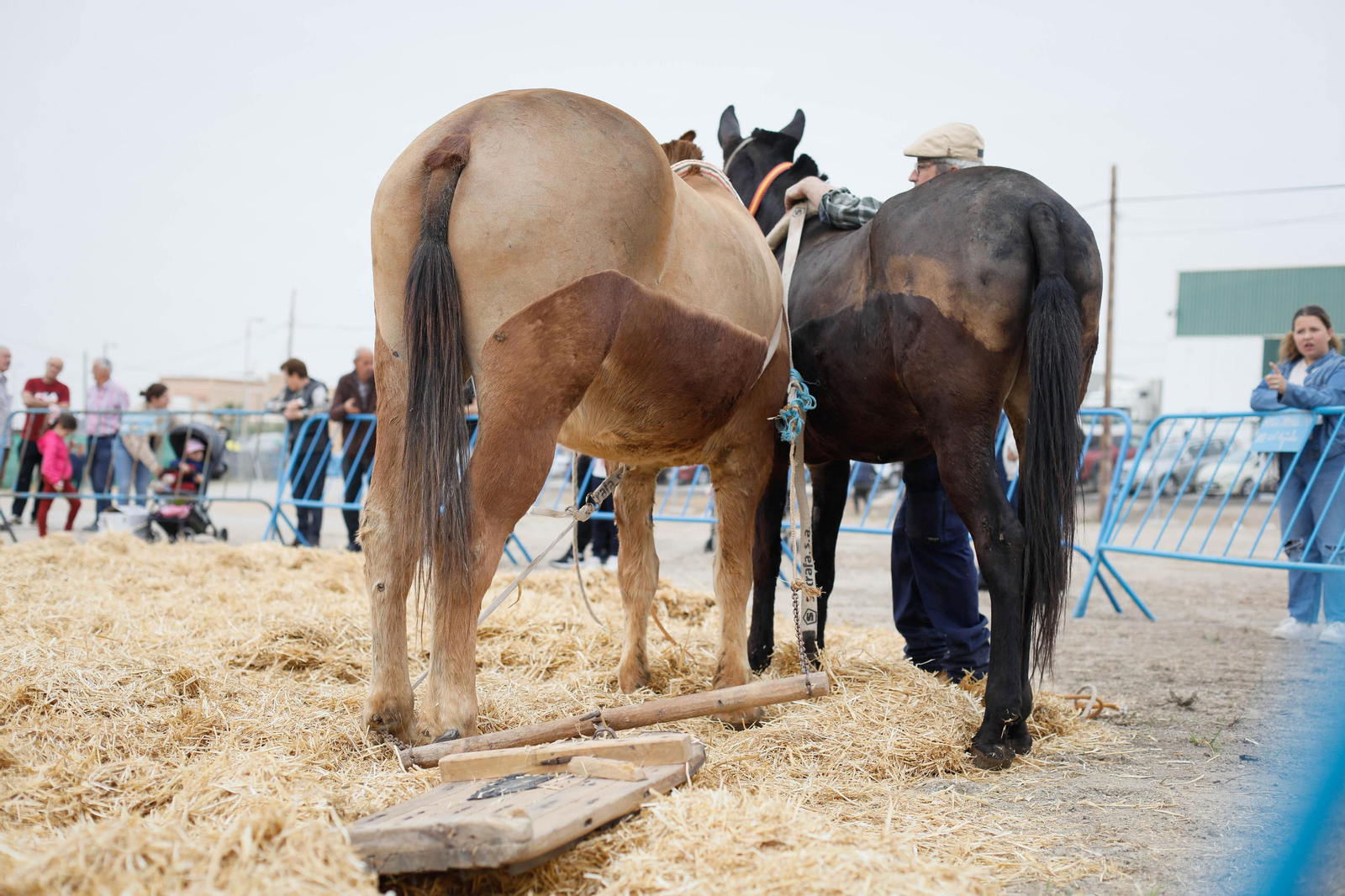 Galería de la Feria  de ganado en Tarambana