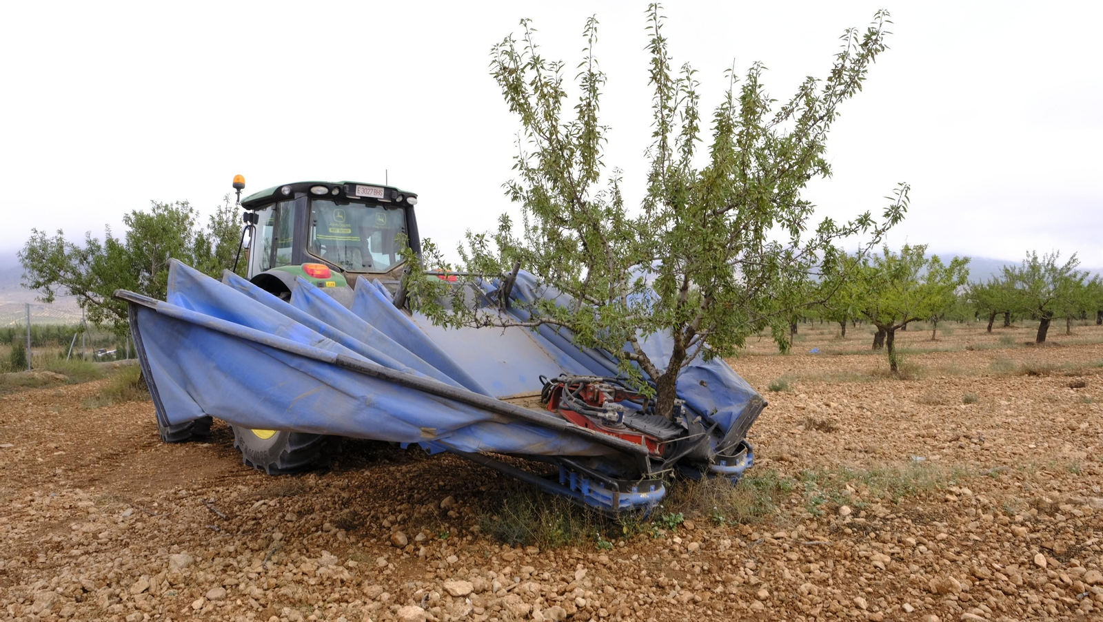 Recogida de la almendra ecológica de Chirivel