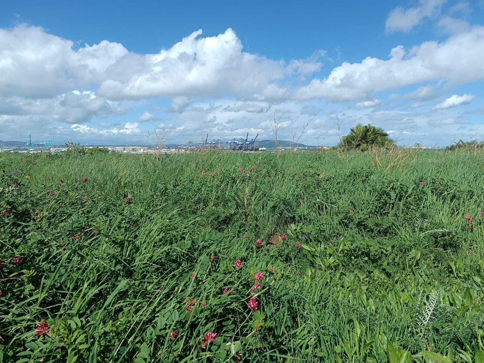 El Parque del Centenario rebosa de colores en primavera