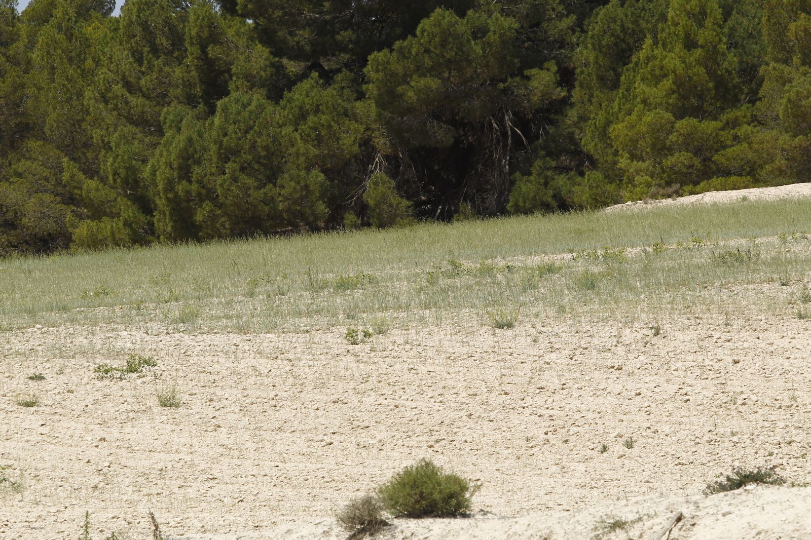 Imágenes de la sequía que golpea con dureza la producción de cereal en Los Vélez