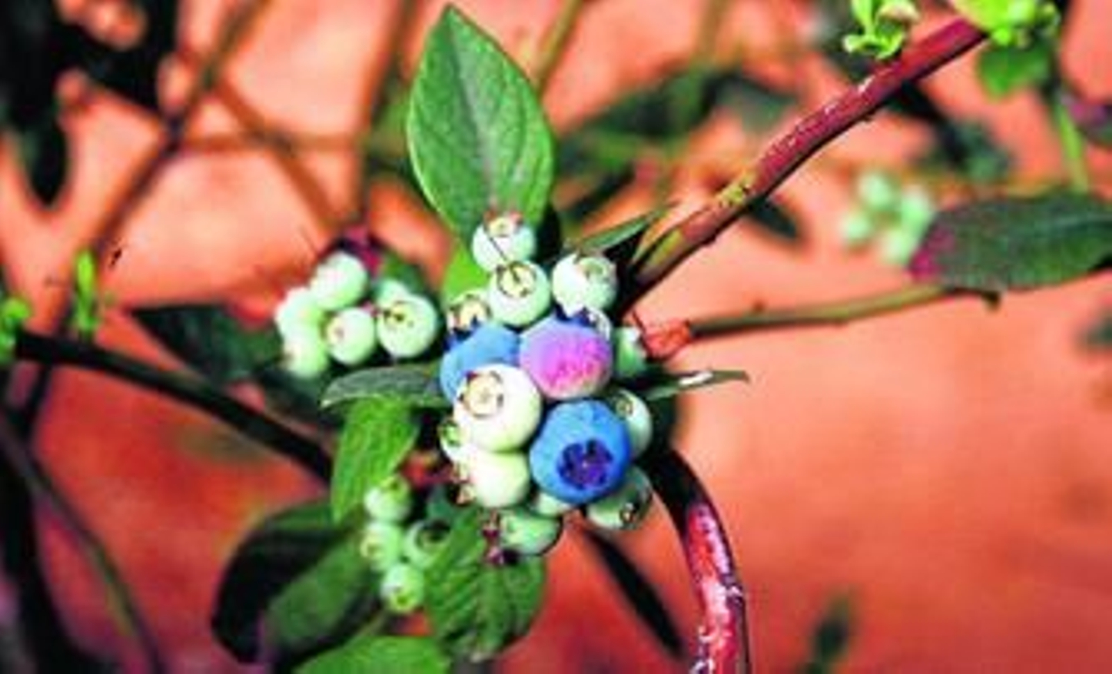 Arándanos, en plena formación, producidos en una explotación agroalimentaria de la provincia de Huelva