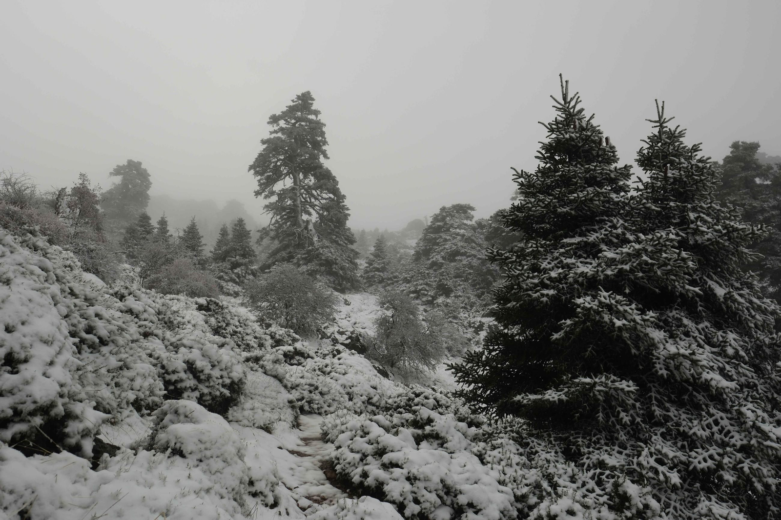 Estampa invernal en al Parque Nacional Sierra de las Nieves, en imágenes