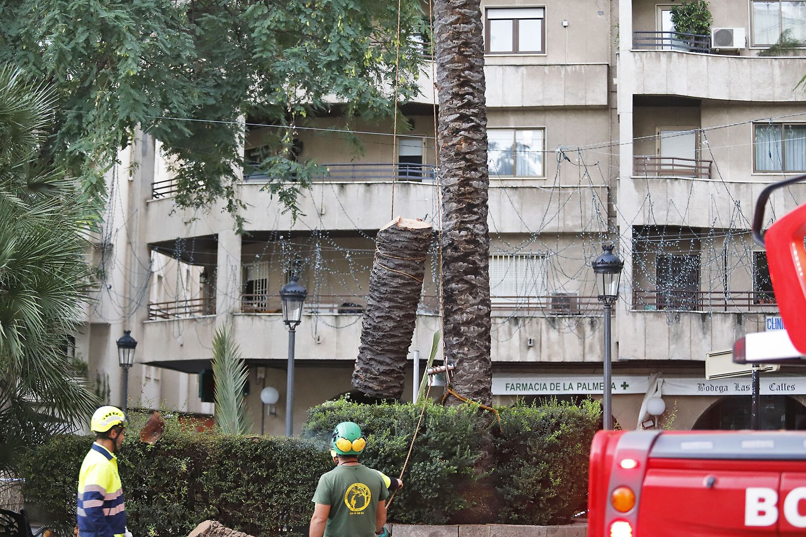 Imágenes de la tala de la emblemática Palmera de Huelva