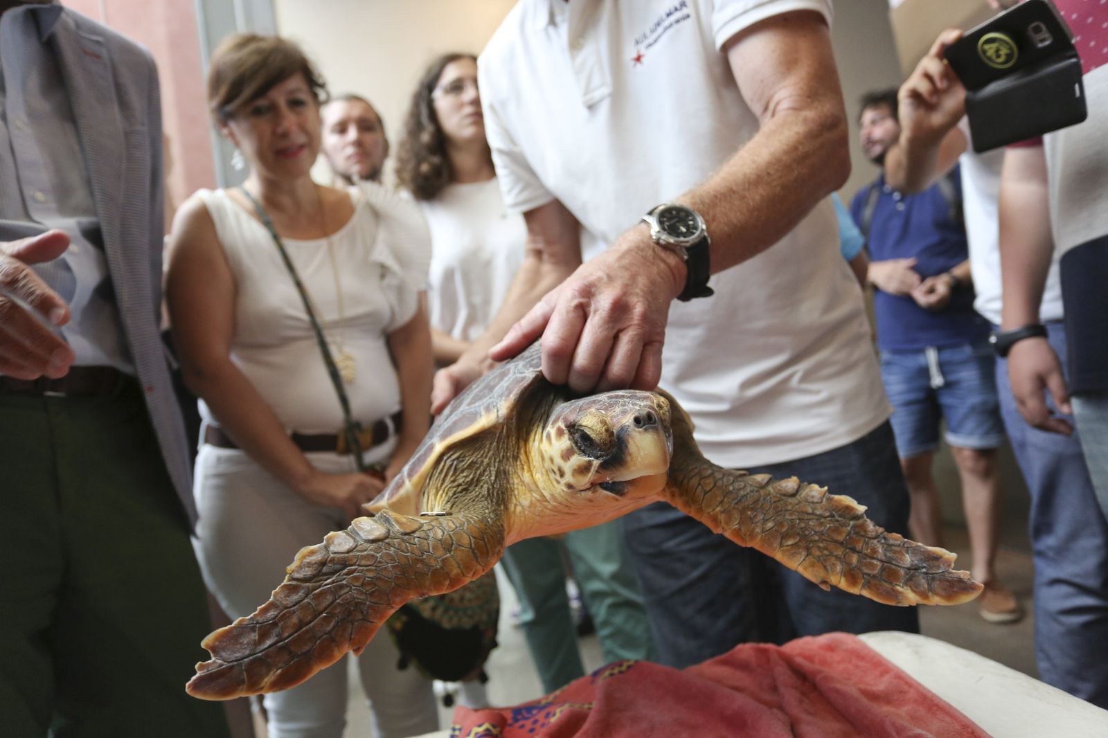 La tortuga marina antes de ser liberada