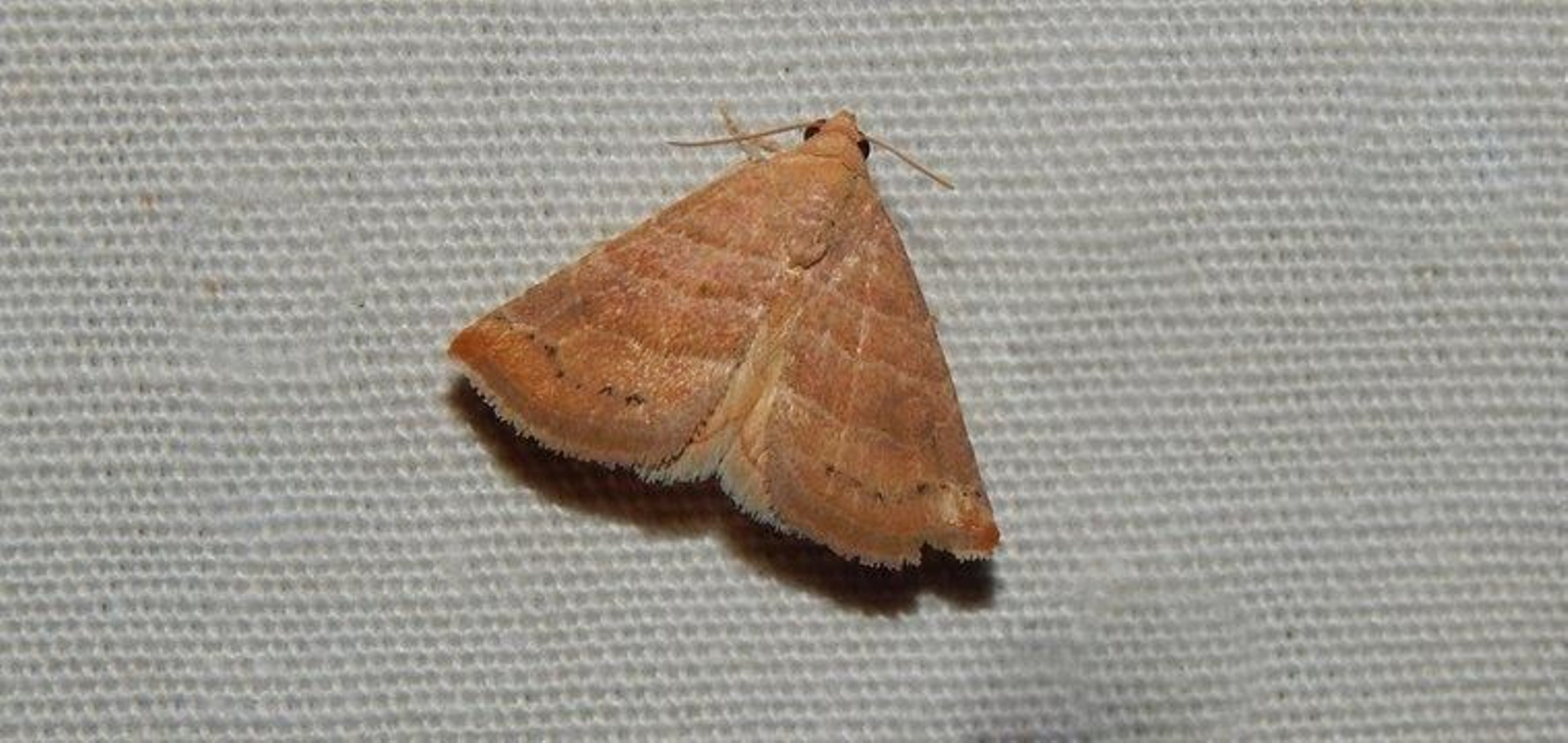 La Eublemma baccatrix.