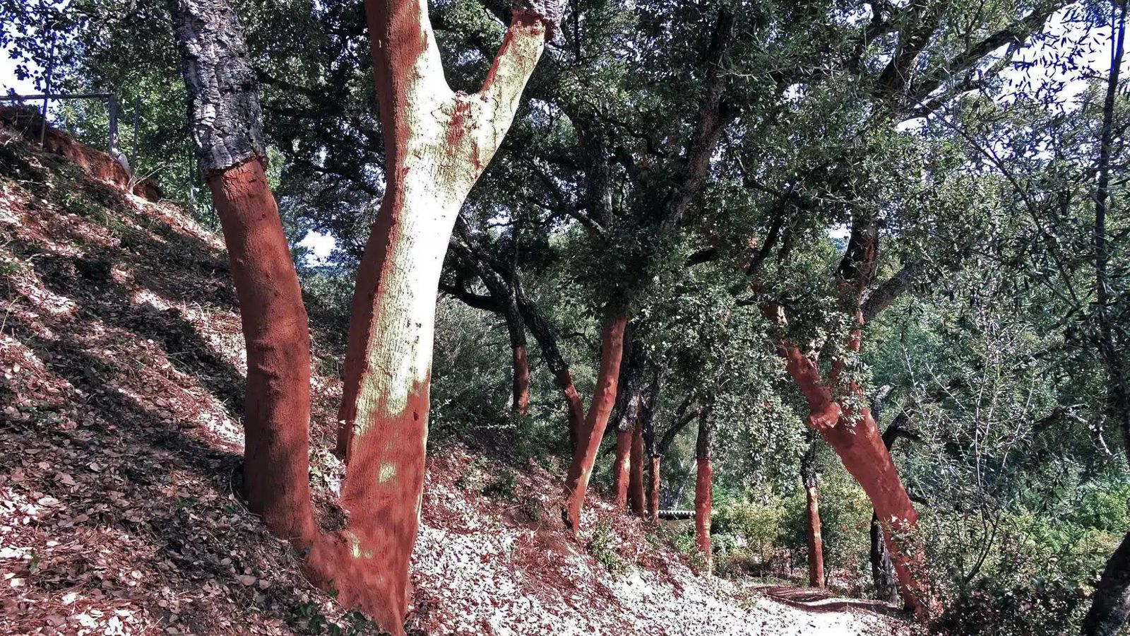 La antigua vereda entre alcornoques recién descorchados en la Etapa 27 entre Benalauría y Genalguacil.