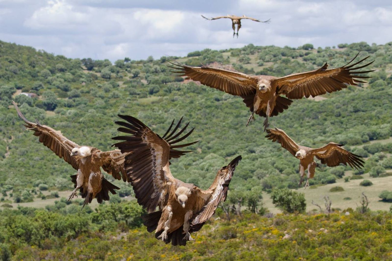 La mitad de las aves rapaces que se reproducen en el Norte de África están amenazadas de extinción