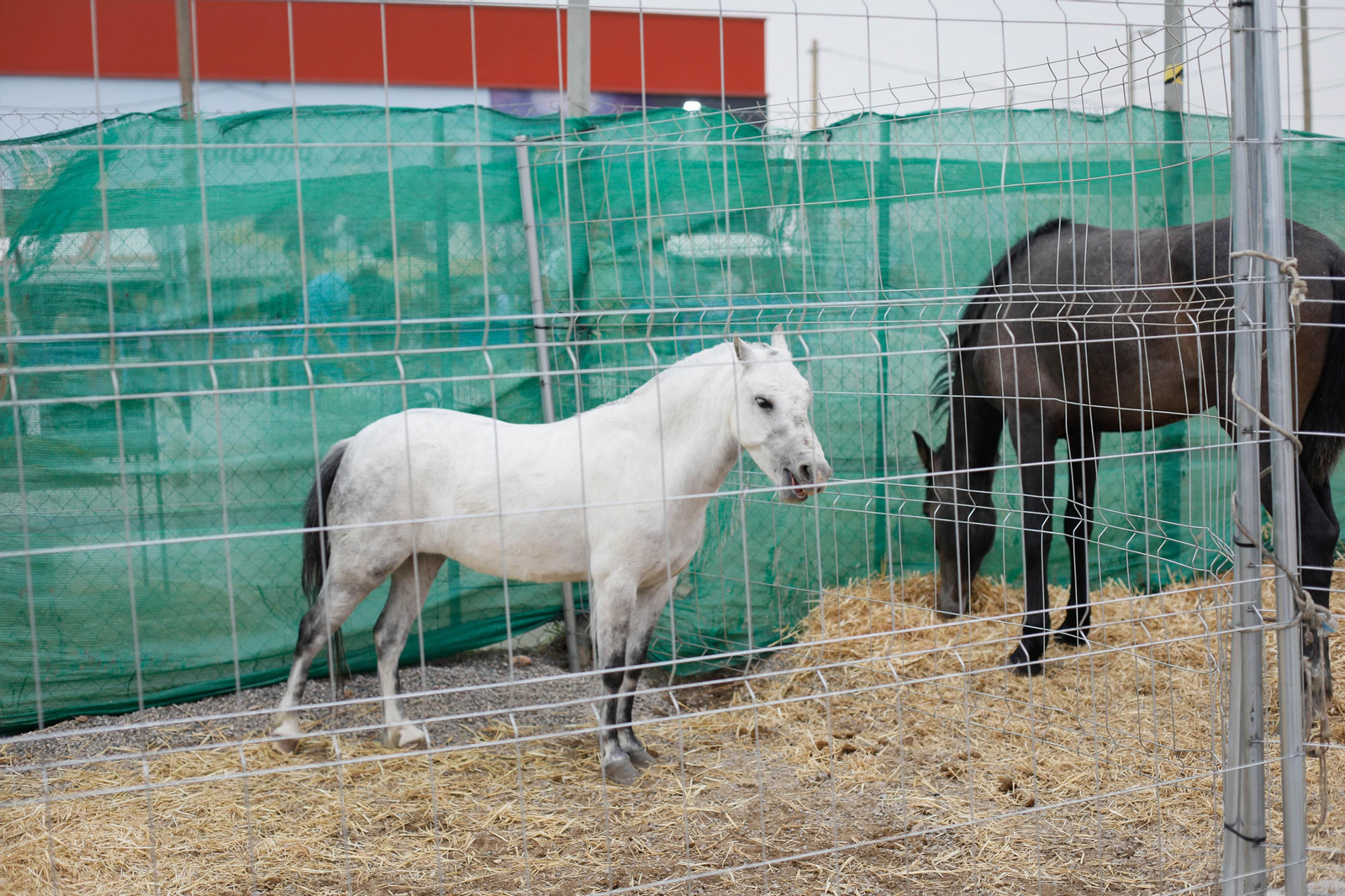 Galería de la Feria  de ganado en Tarambana