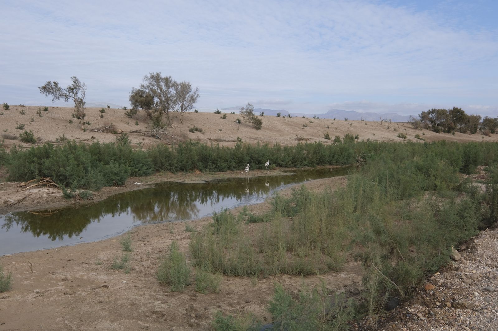 Restauración paisajística de la Rambla Morales, Cabo de Gata. Almería