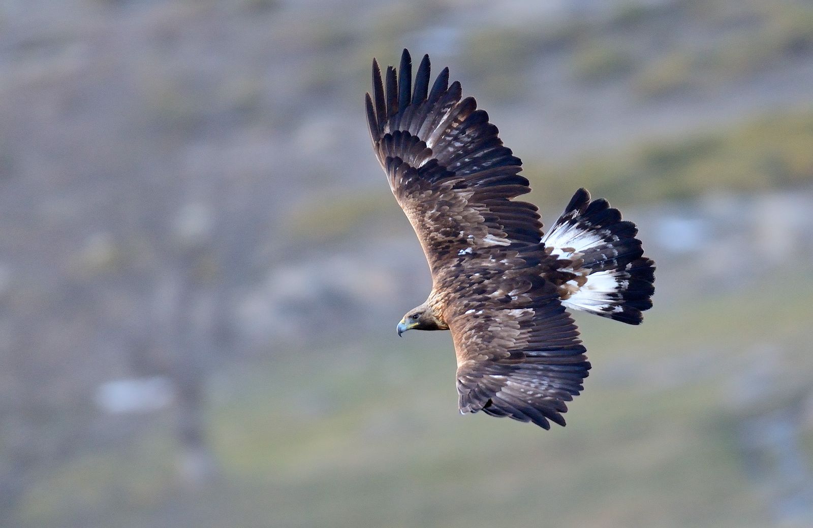 Águila real (Aquila chrysaetos) en vuelo sobre un cortado rocoso de Andalucía, el mayor depredador aéreo activo de Europa.