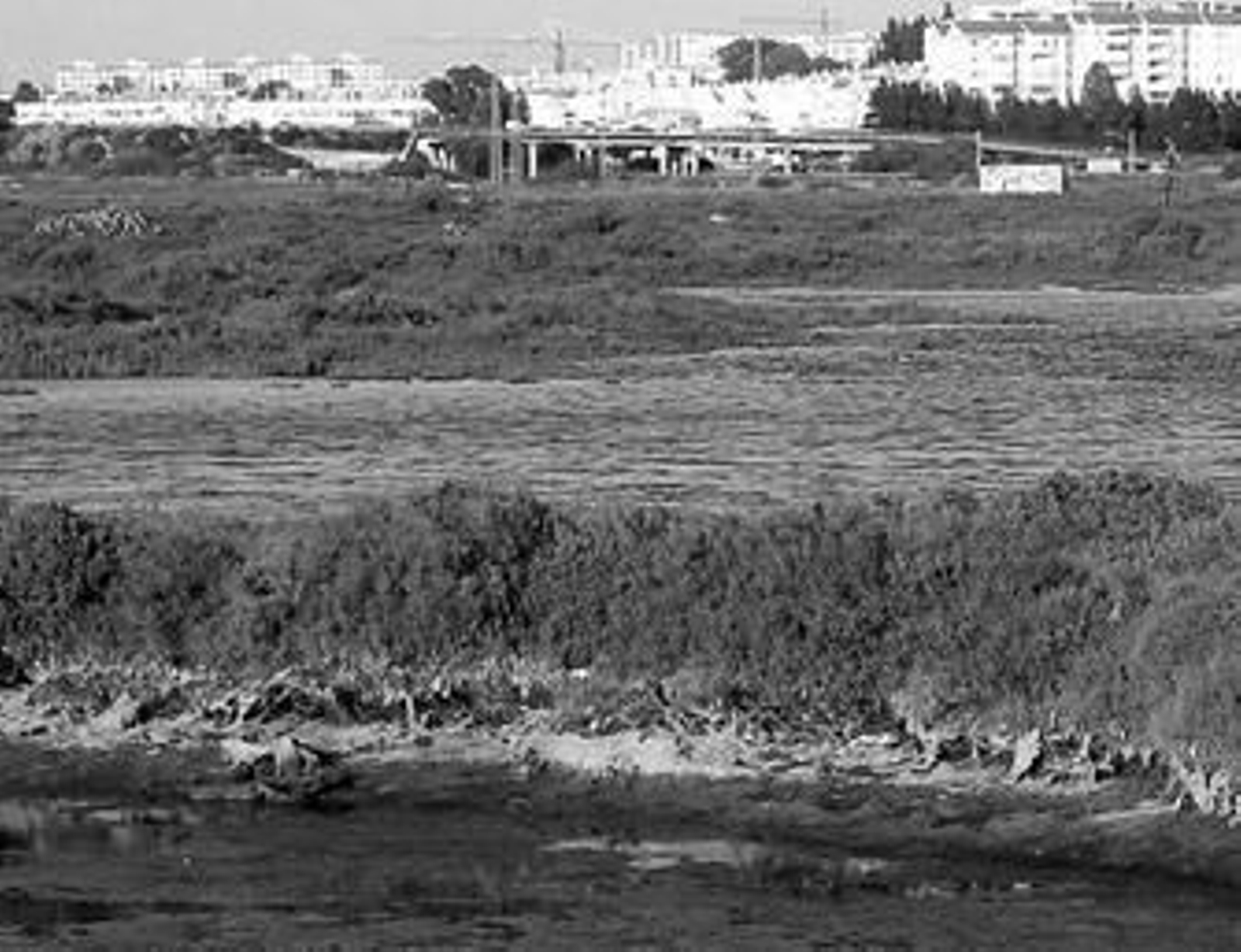 El parque natural de la Bahía de Cádiz.