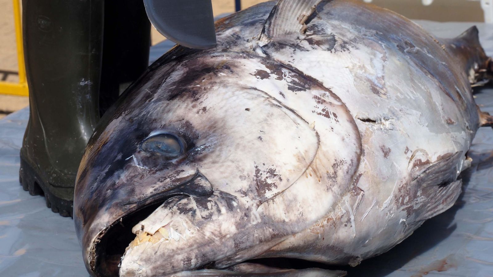 Ejemplar de atún en Isla Cristina