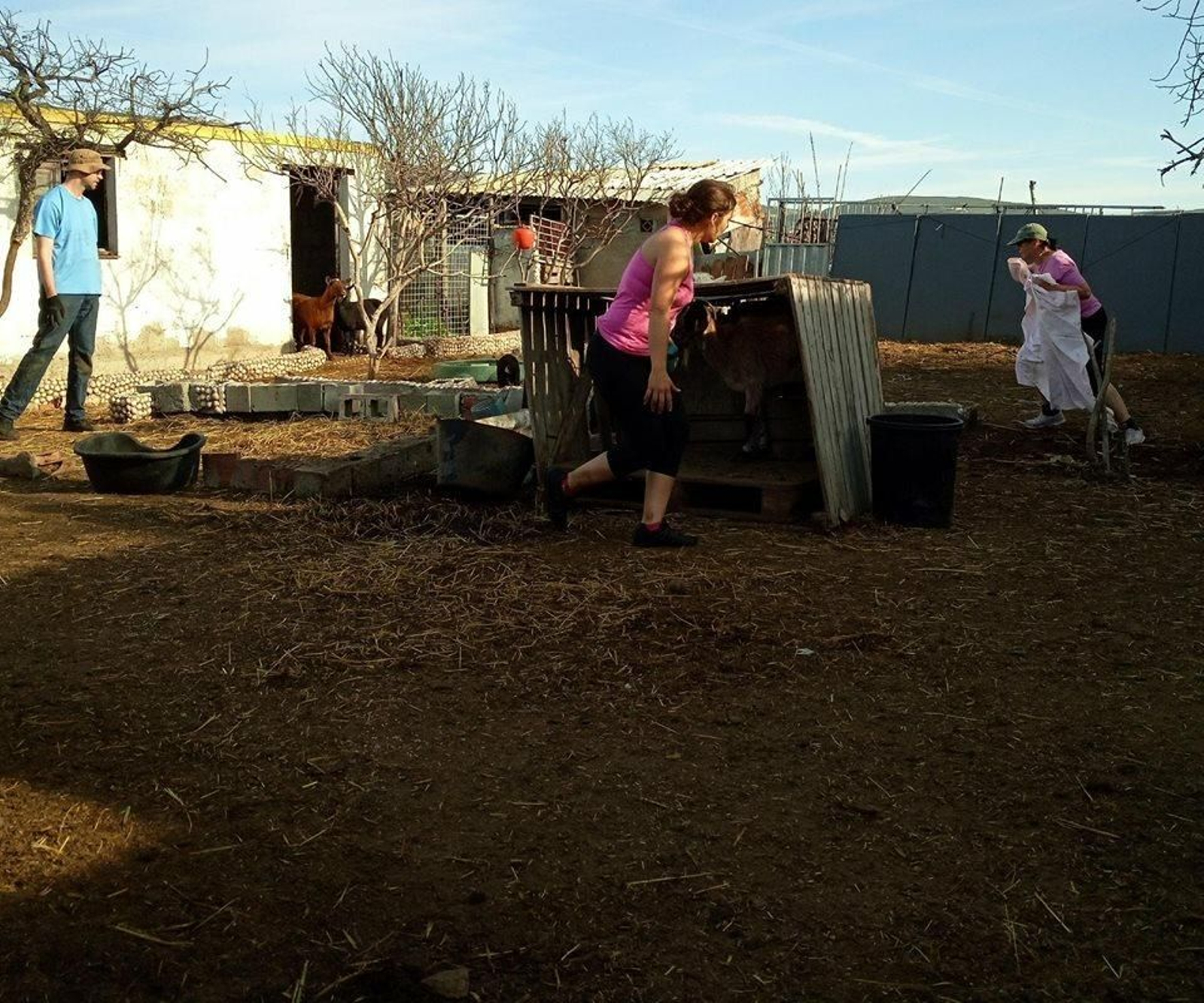 Varios voluntarios de Prodean y Animal in need trabajan en la actual parcela de la protectora.