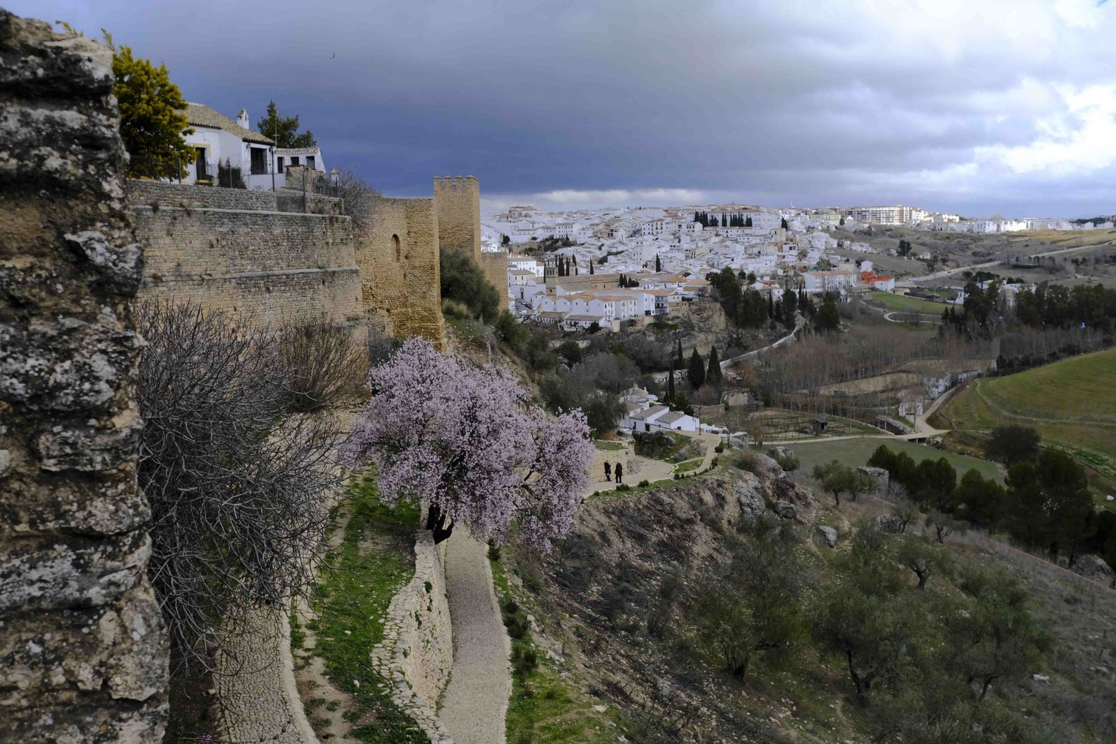 Así lucen los almendros del interior de Málaga en plena floración