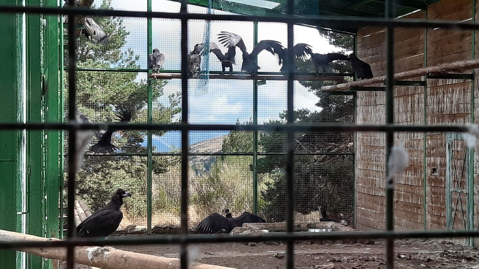 Varios ejemplares, en el aviario de Alcalá de los Gazules.